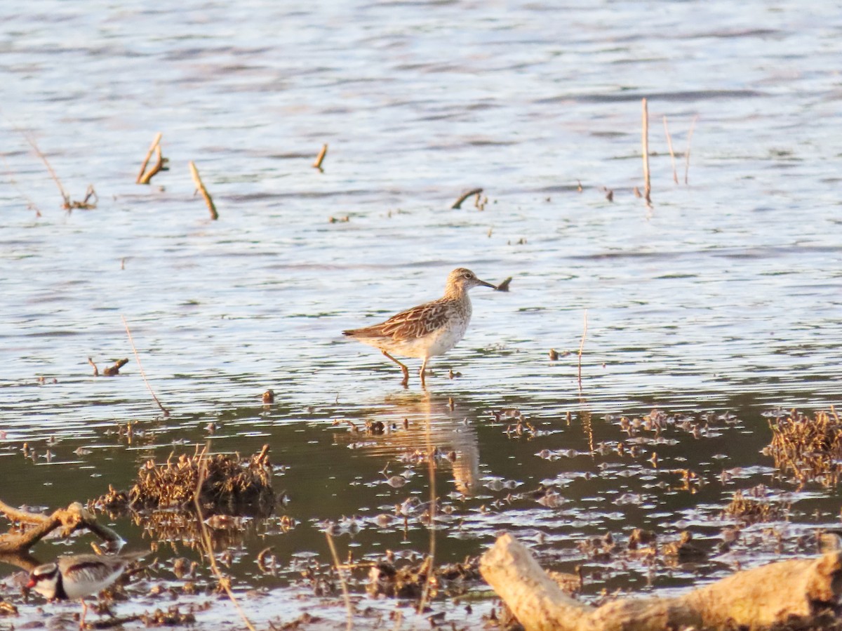 Sharp-tailed Sandpiper - ML608672346