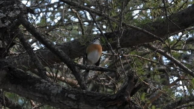 Bearded Scrub-Robin - ML608672384