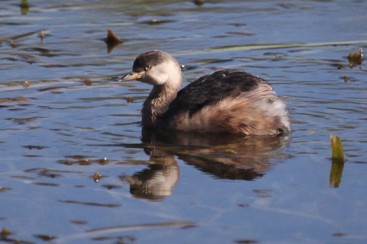 Australasian Grebe - ML608672435