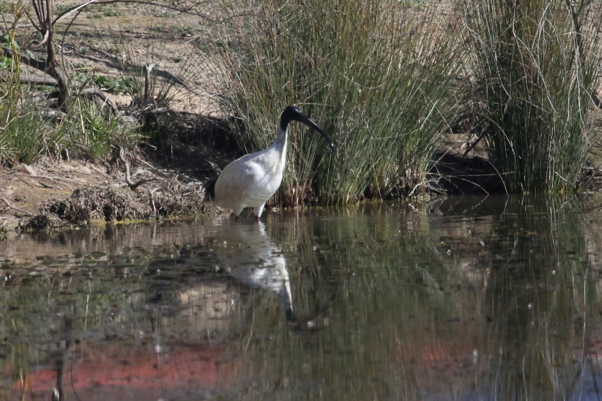 Australian Ibis - ML608672442