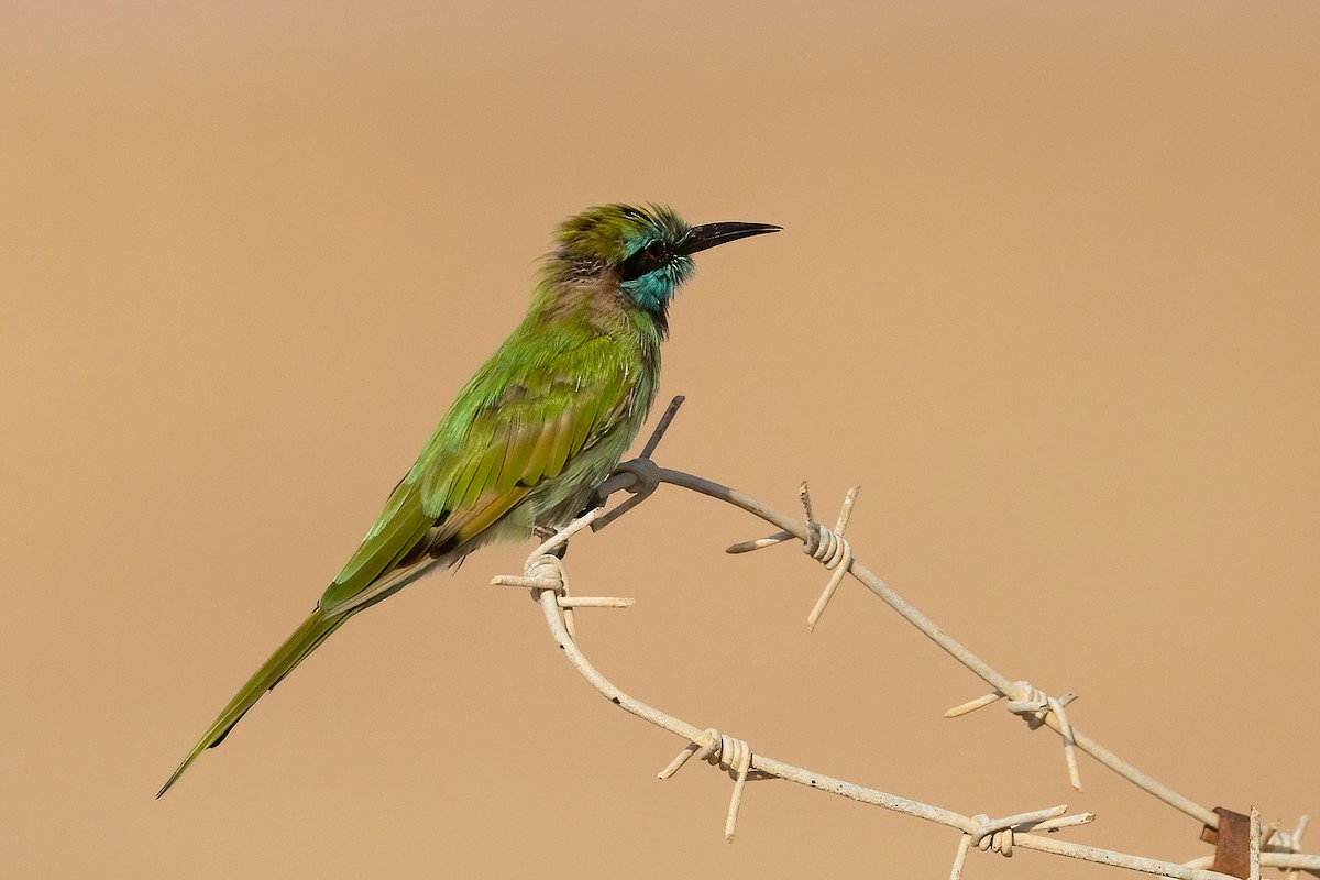 Arabian Green Bee-eater - Ilan Moriya