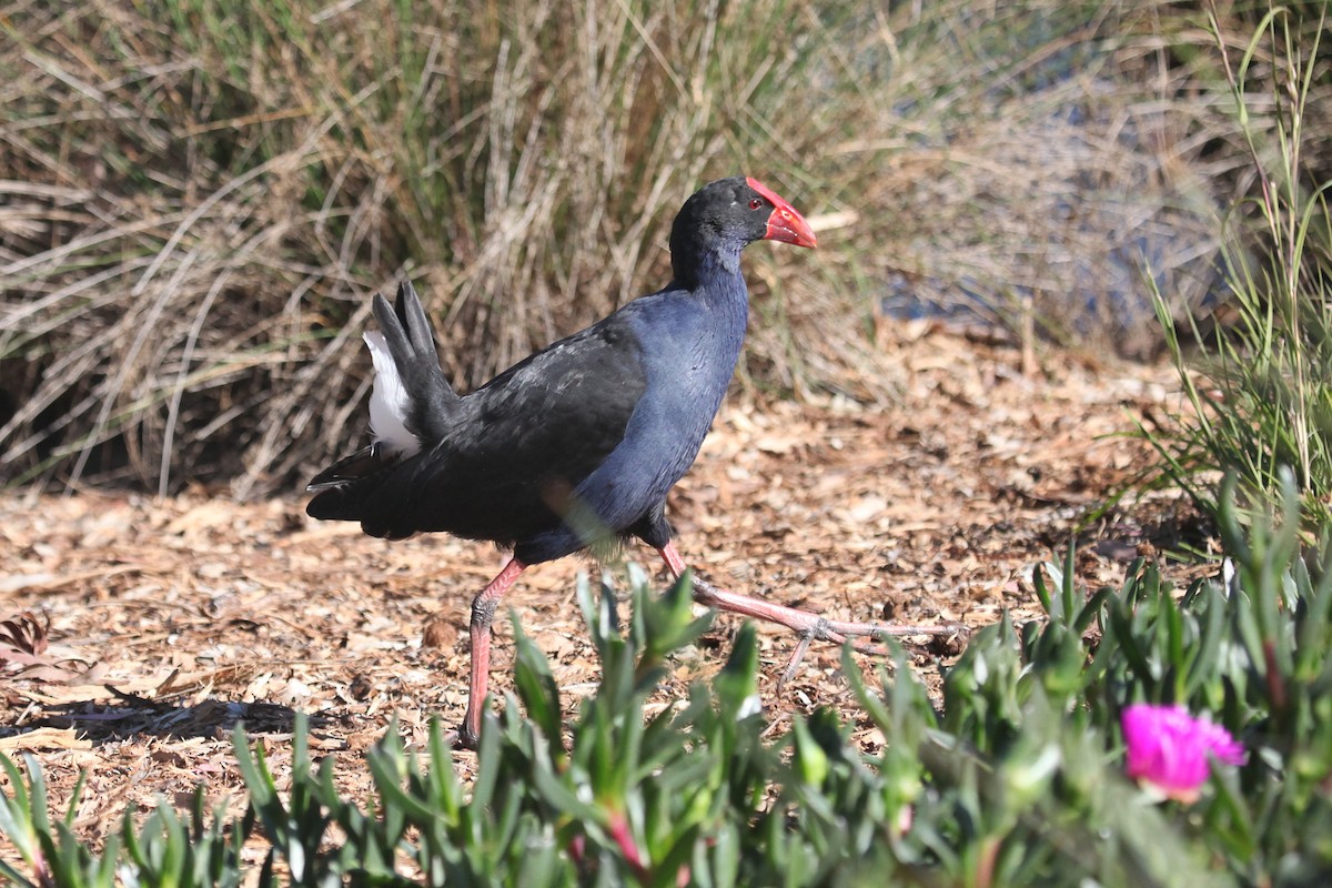 Australasian Swamphen - ML608672449