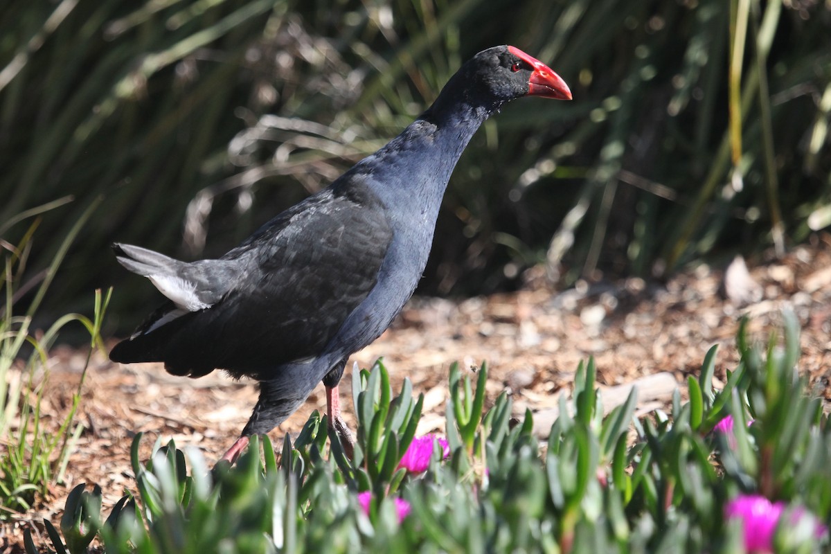 Australasian Swamphen - ML608672450