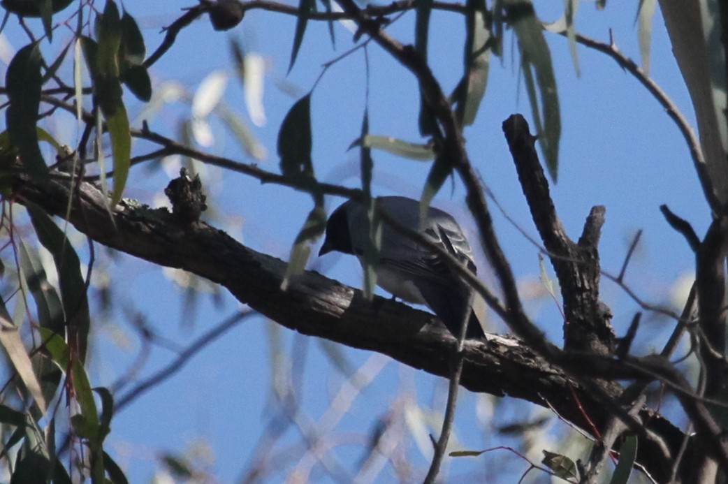 Black-faced Cuckooshrike - ML608672475