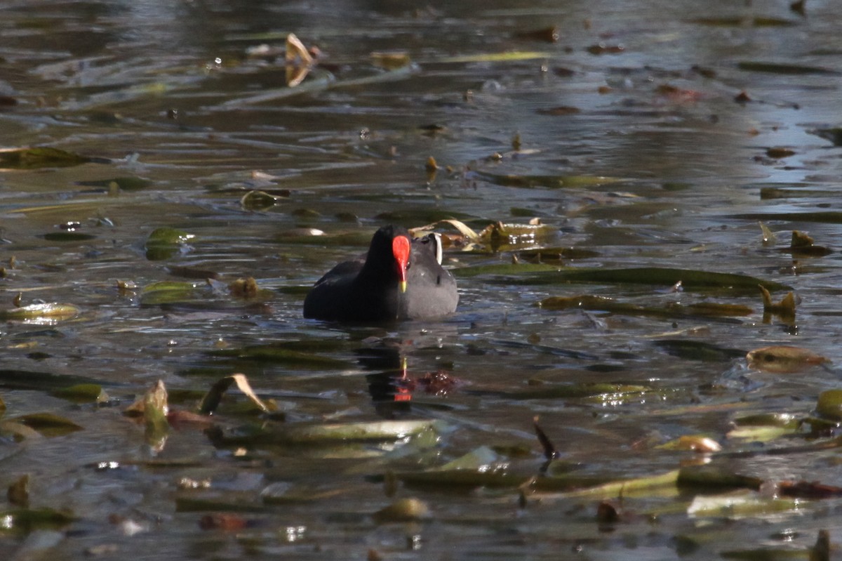 Dusky Moorhen - ML608672479