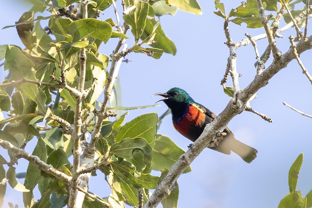 Neergaard's Sunbird - ML608672483