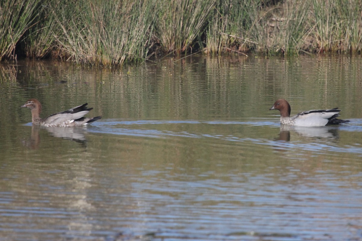 Maned Duck - ML608672506