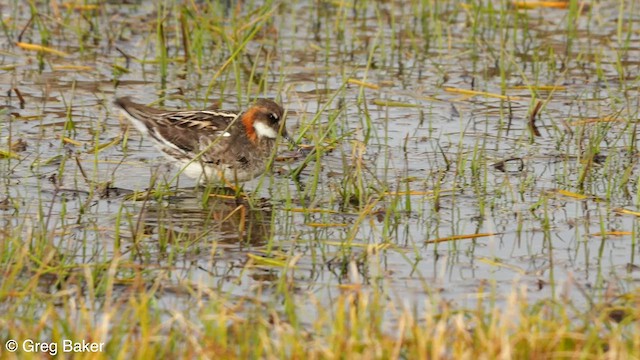 Phalarope à bec étroit - ML608672535