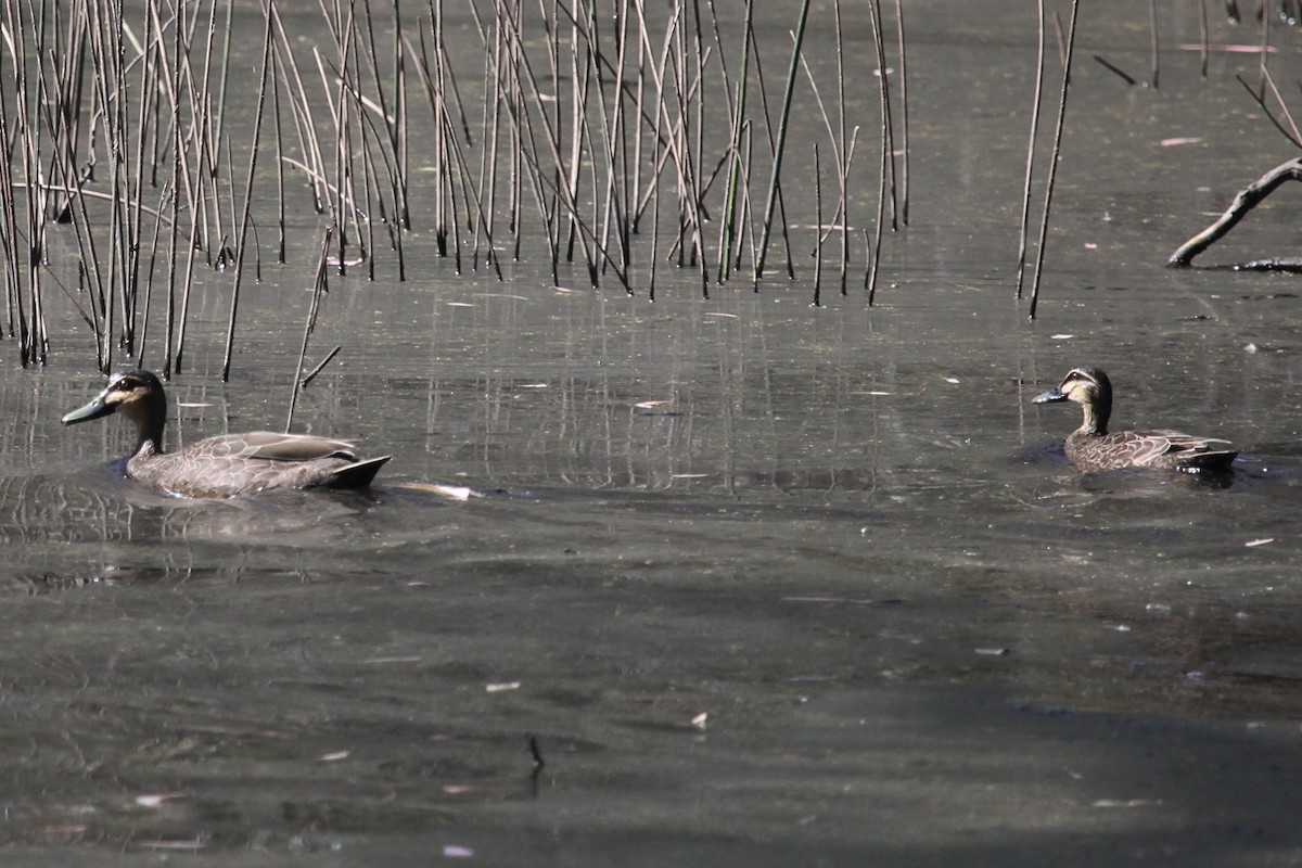 Pacific Black Duck - ML608672544