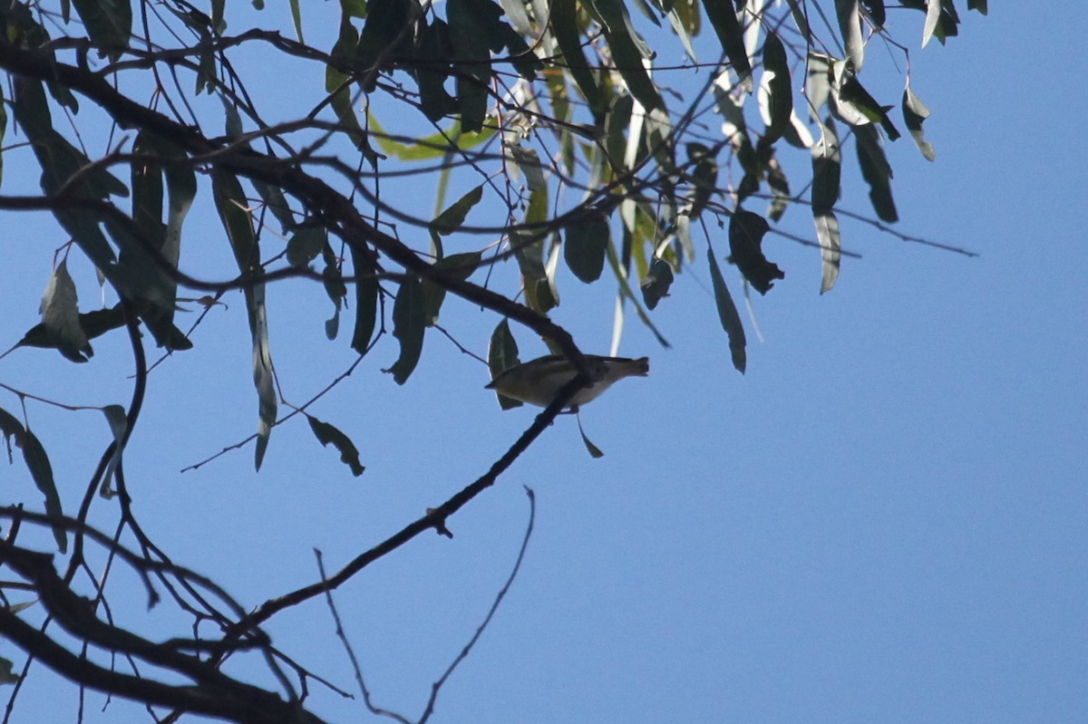 Streifenpanthervogel - ML608672585