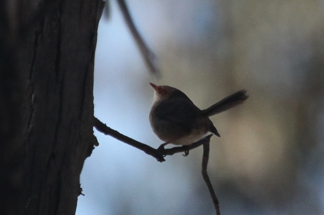 Superb Fairywren - ML608672591