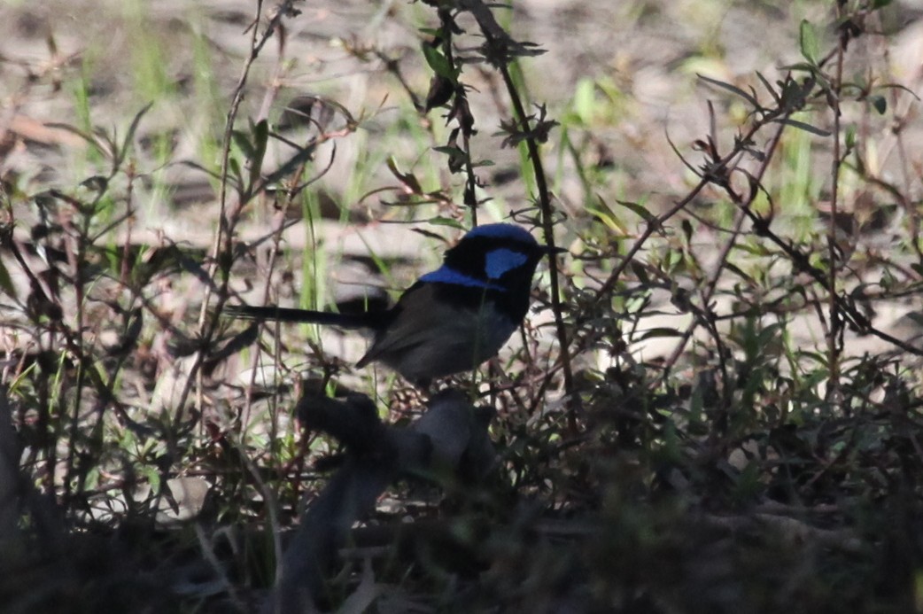 Superb Fairywren - ML608672592