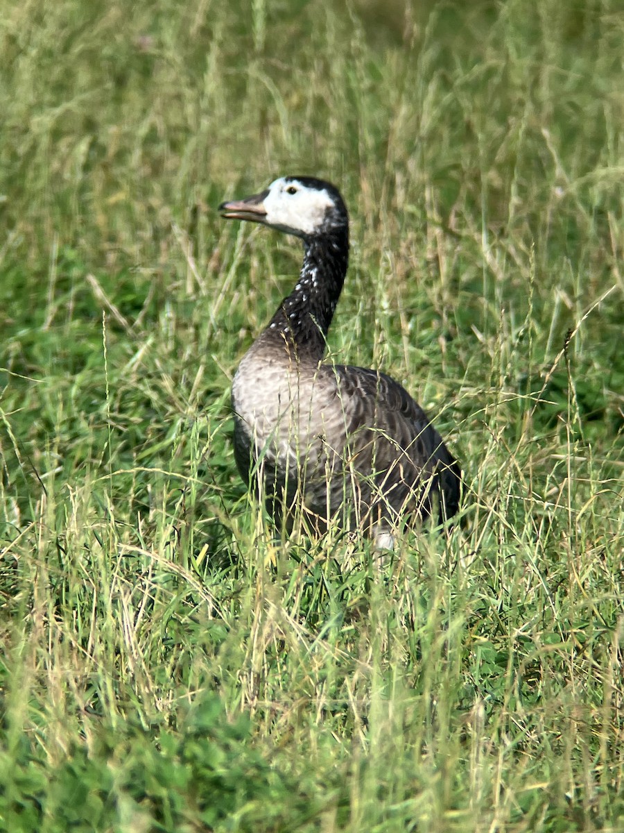 Graylag x Barnacle Goose (hybrid) - Andre Jahn