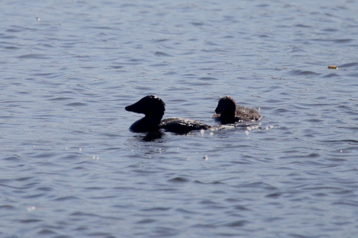 Musk Duck - ML608672677