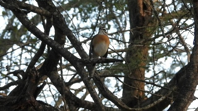 Bearded Scrub-Robin - ML608672745