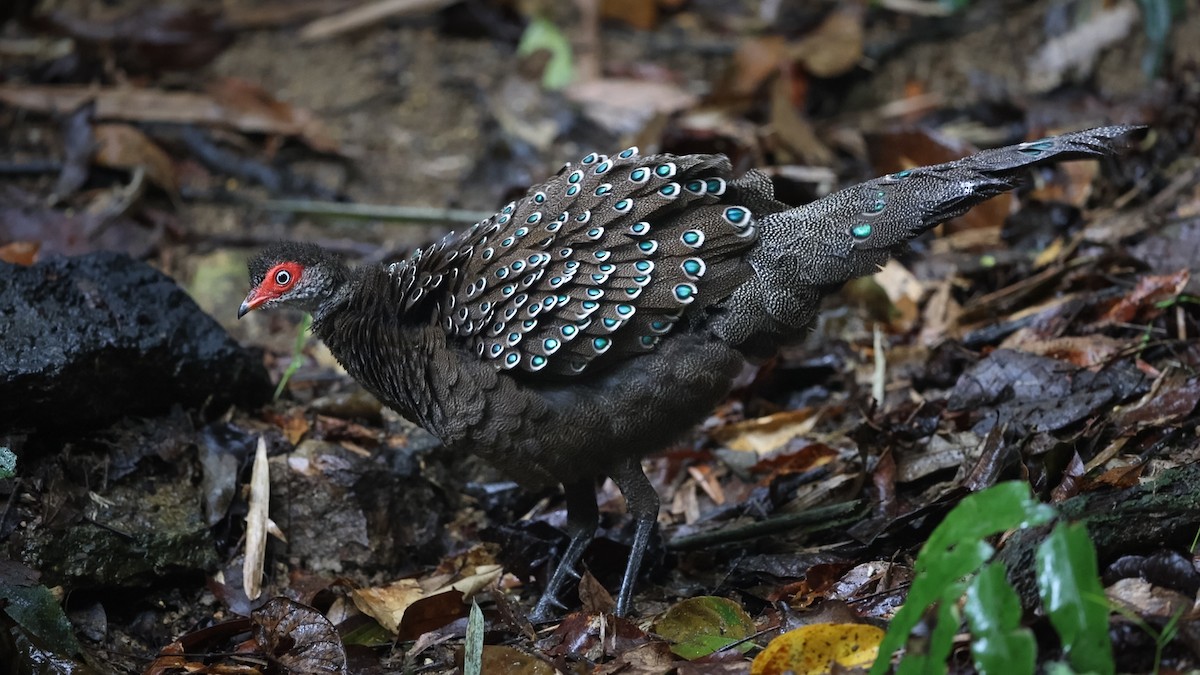 Hainan Peacock-Pheasant - Jun Yang