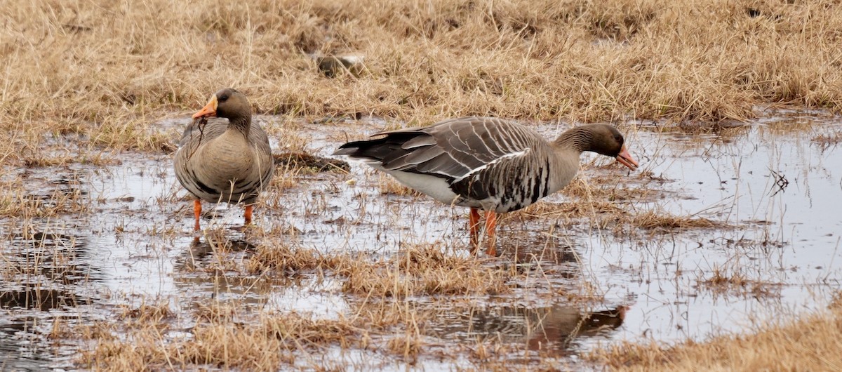 Greater White-fronted Goose (Western) - ML608672944