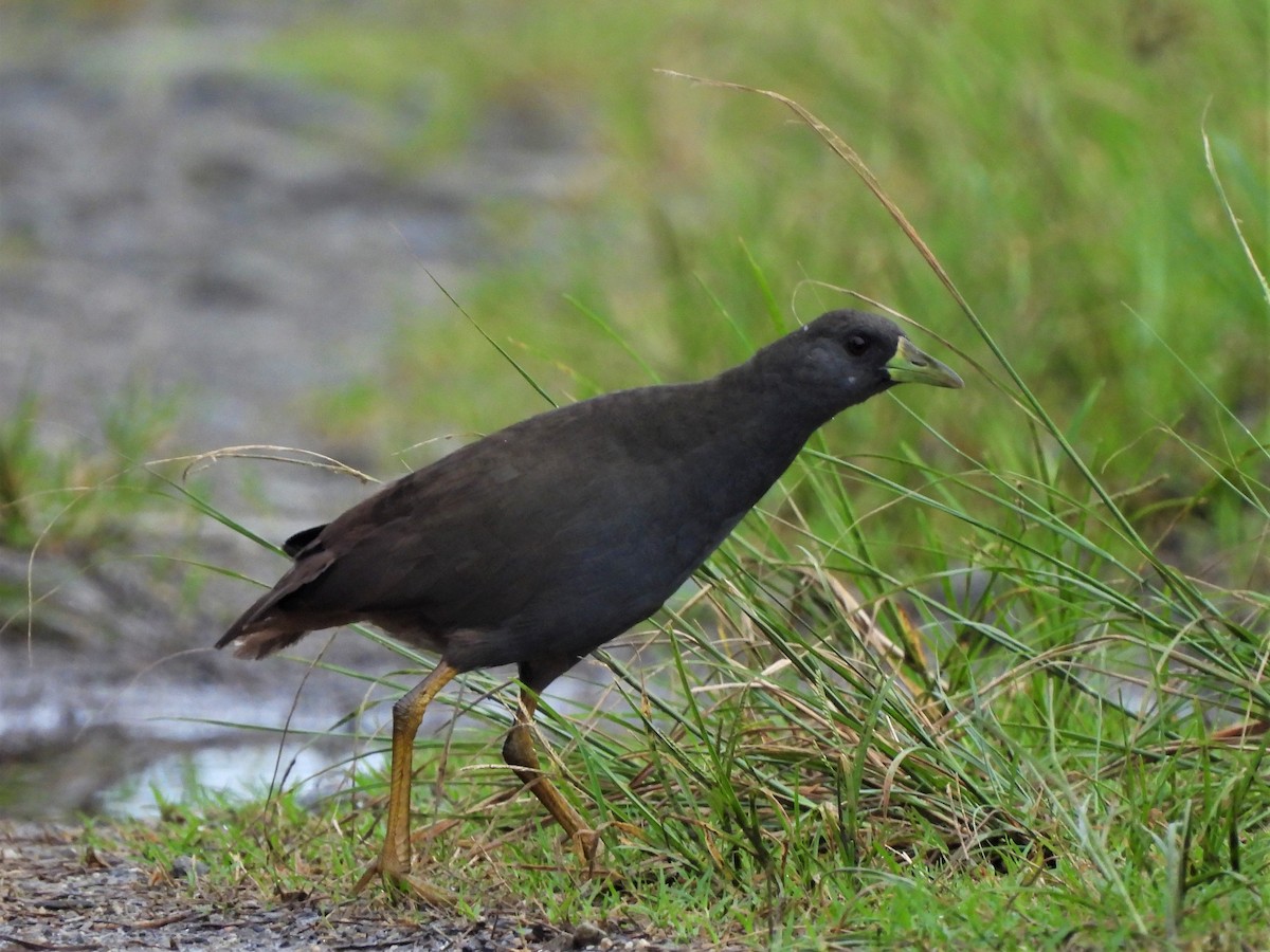 Pale-vented Bush-hen - ML608672950