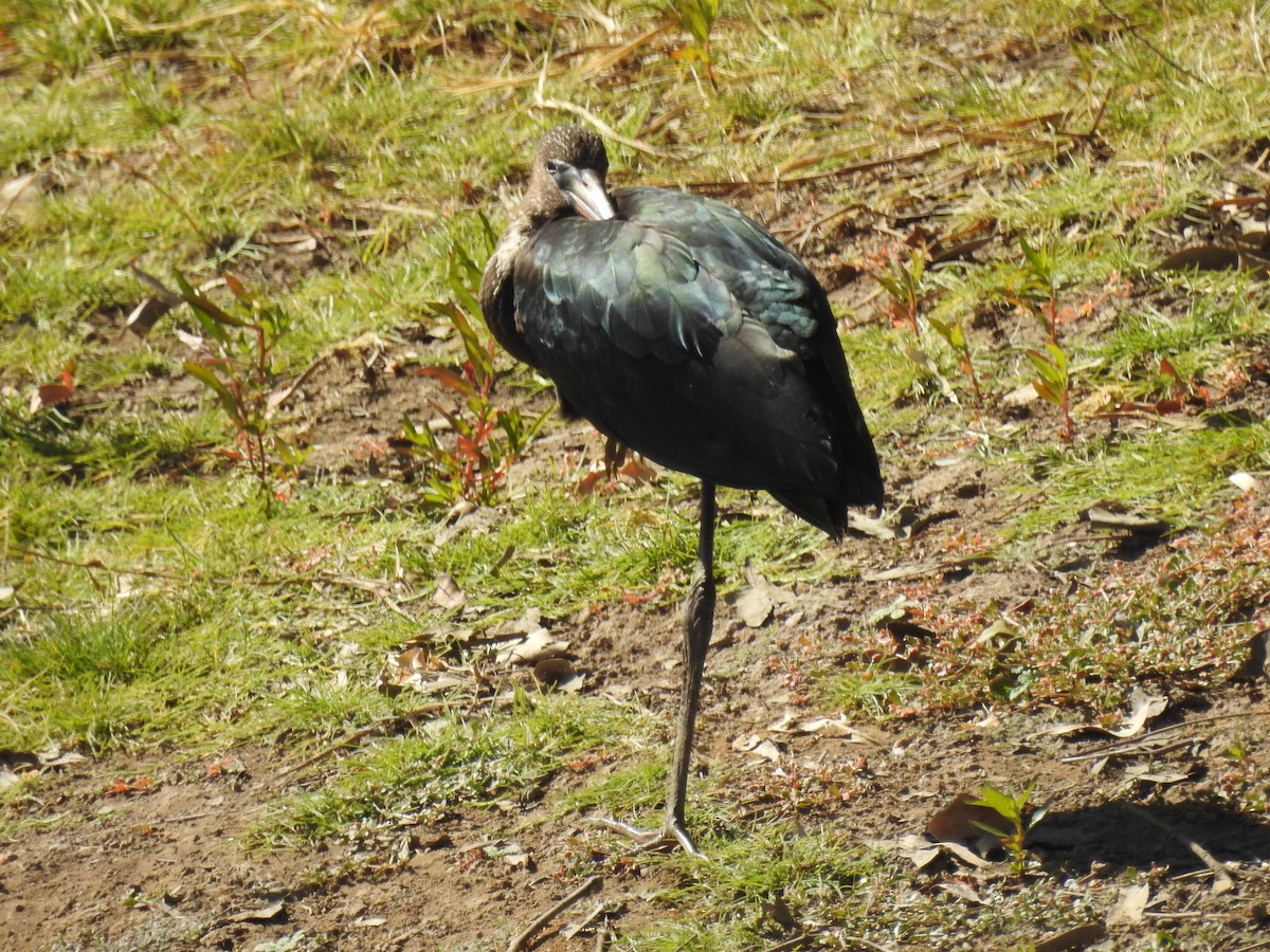 Glossy Ibis - ML608672969