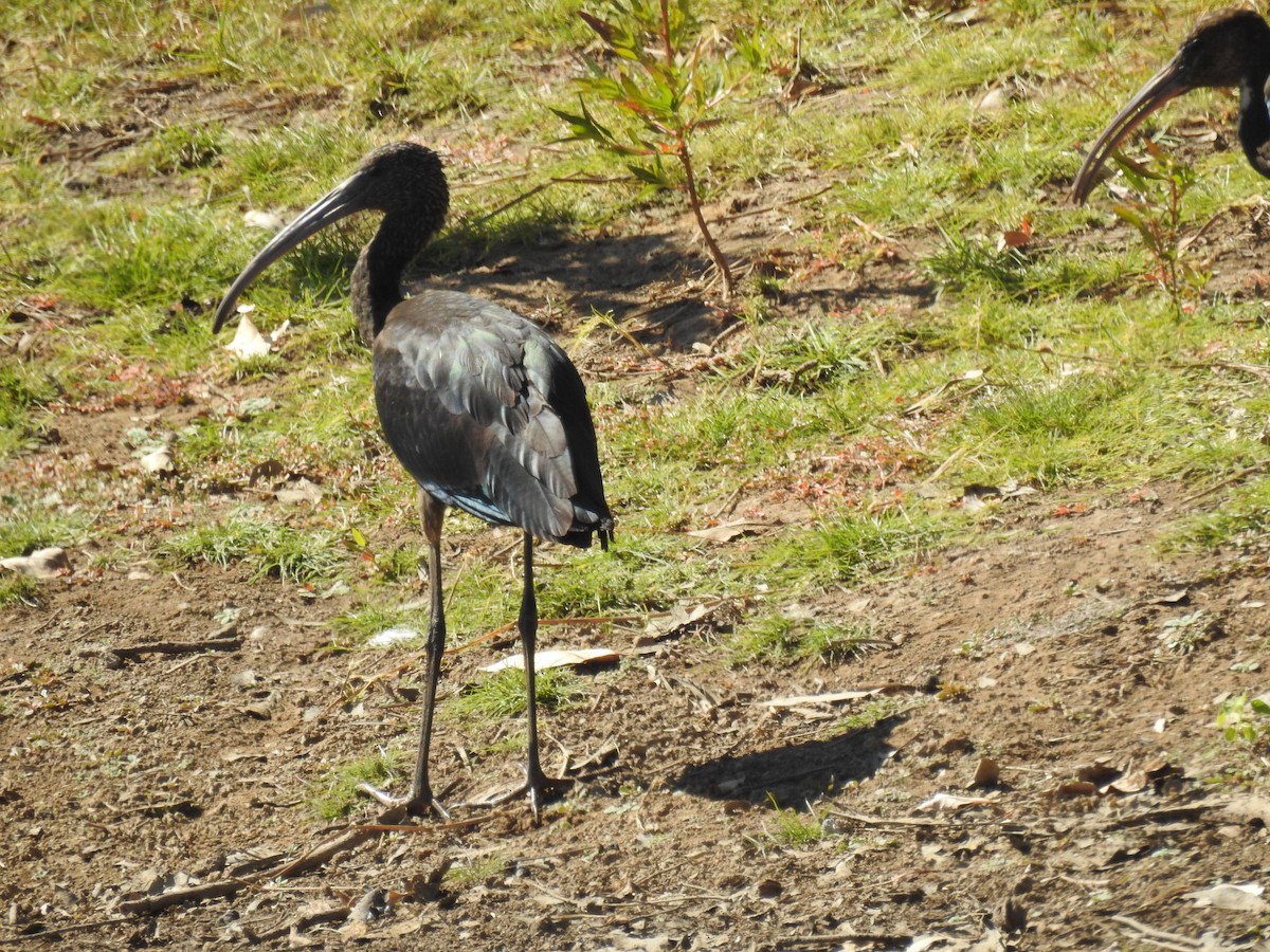 Glossy Ibis - ML608672973