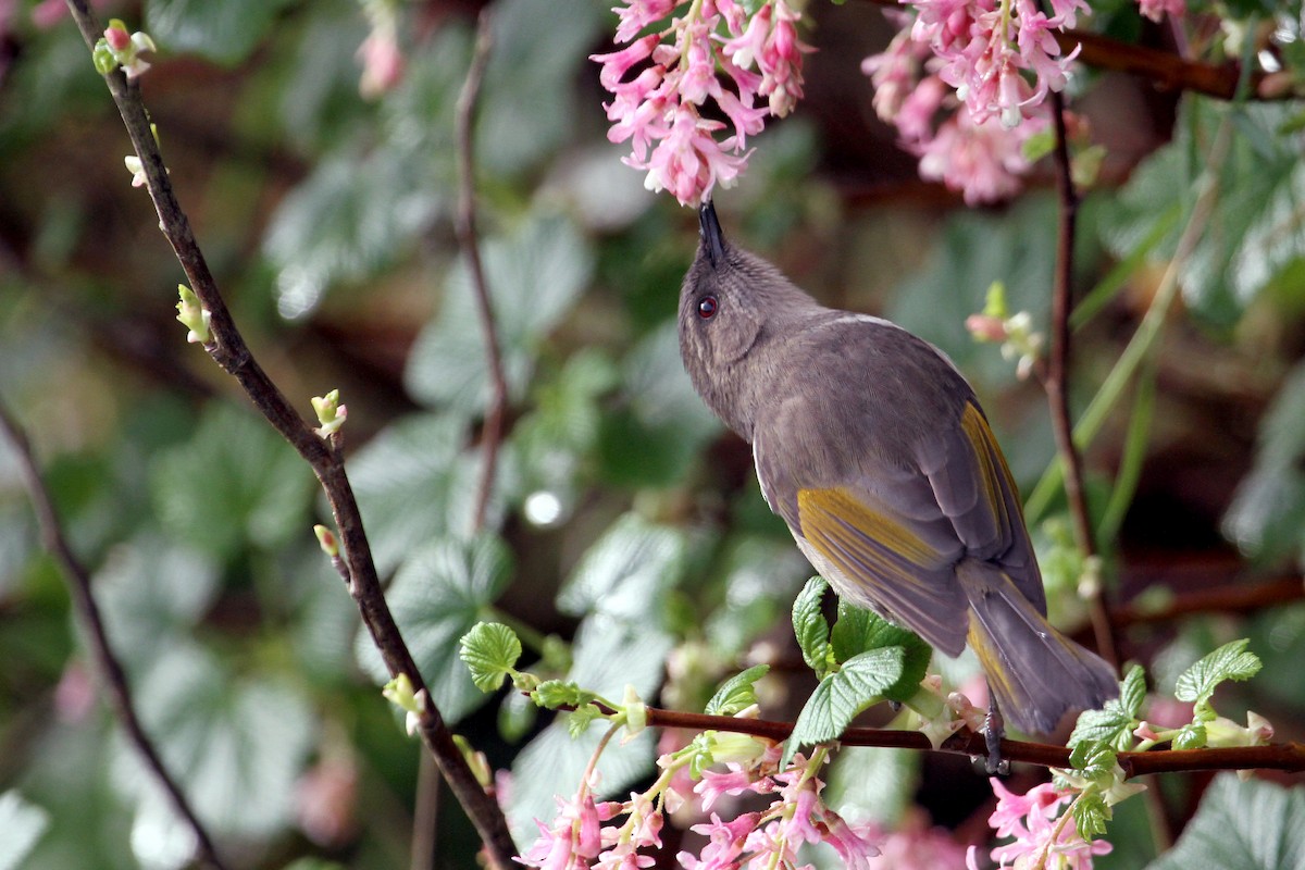 Crescent Honeyeater - ML608673051