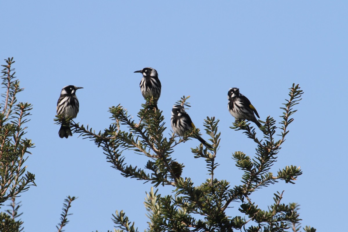 New Holland Honeyeater - ML608673175