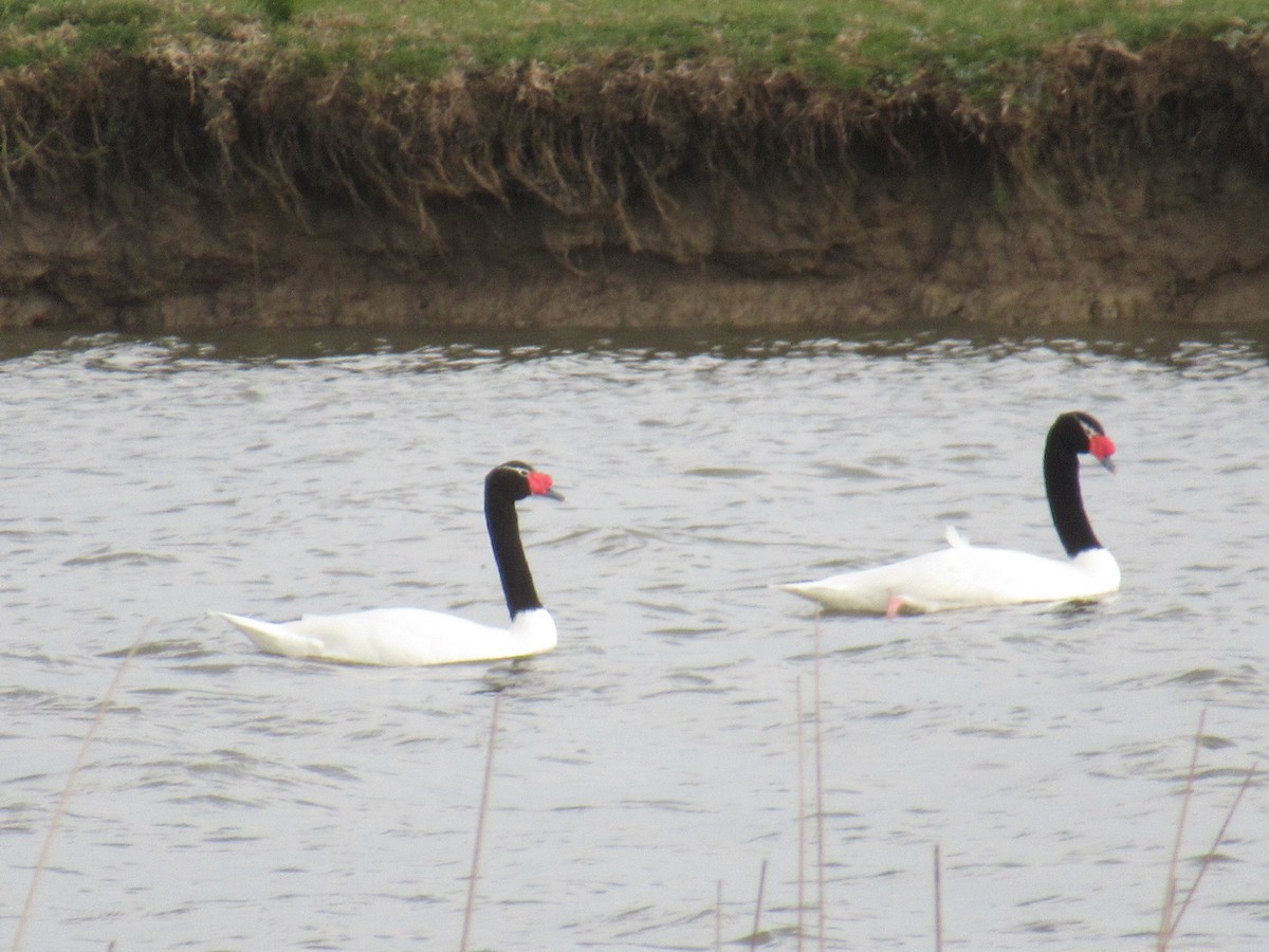 Black-necked Swan - ML608673293