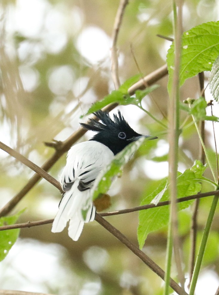 Indian Paradise-Flycatcher - ML608673375