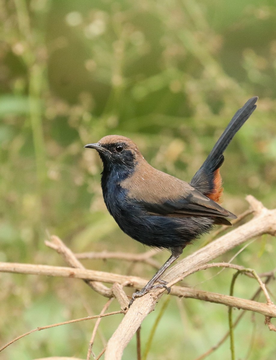 Indian Robin - ML608673384