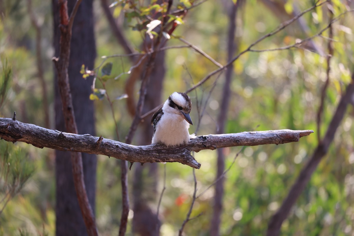 Laughing Kookaburra - ML608673481