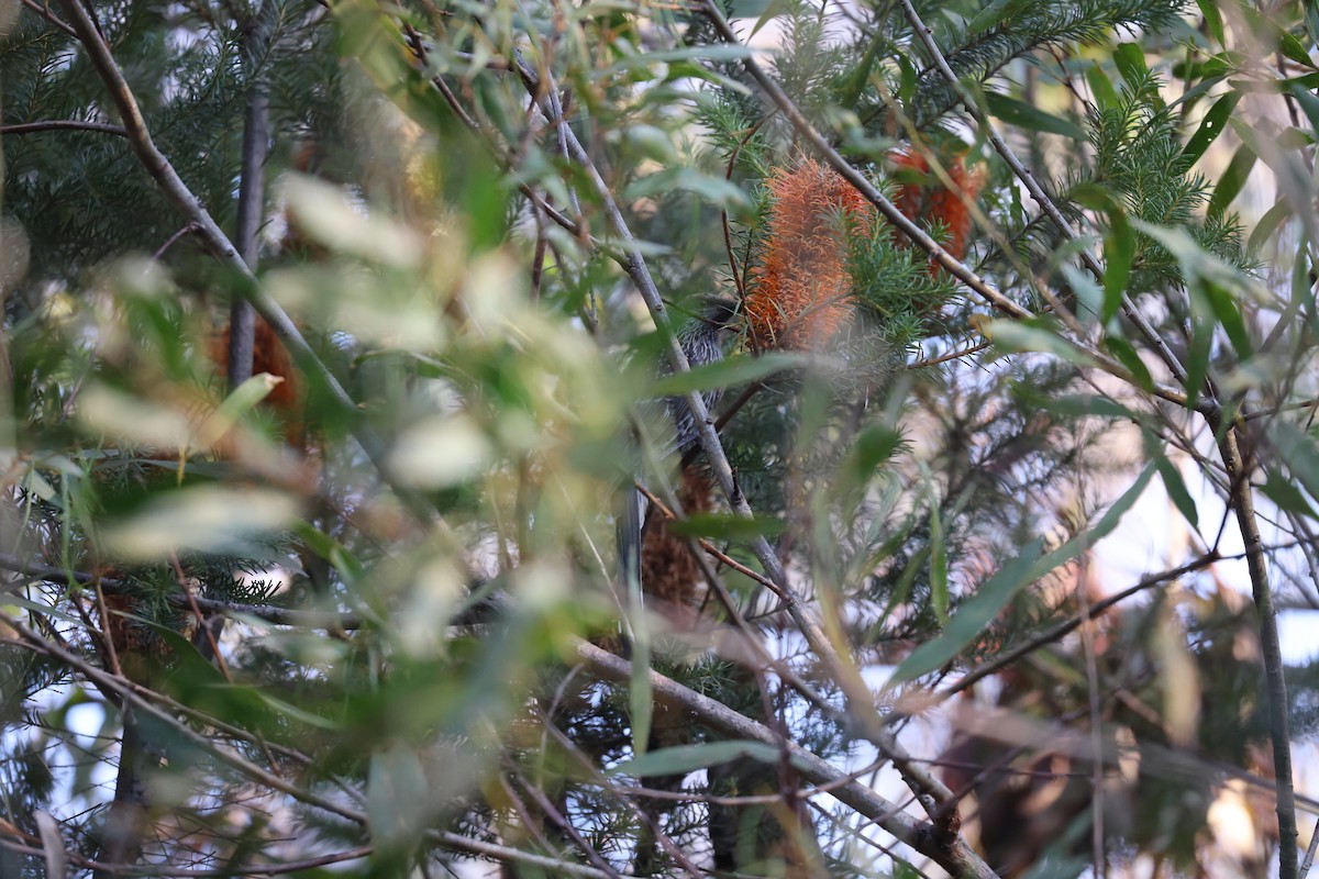 Little Wattlebird - ML608673482