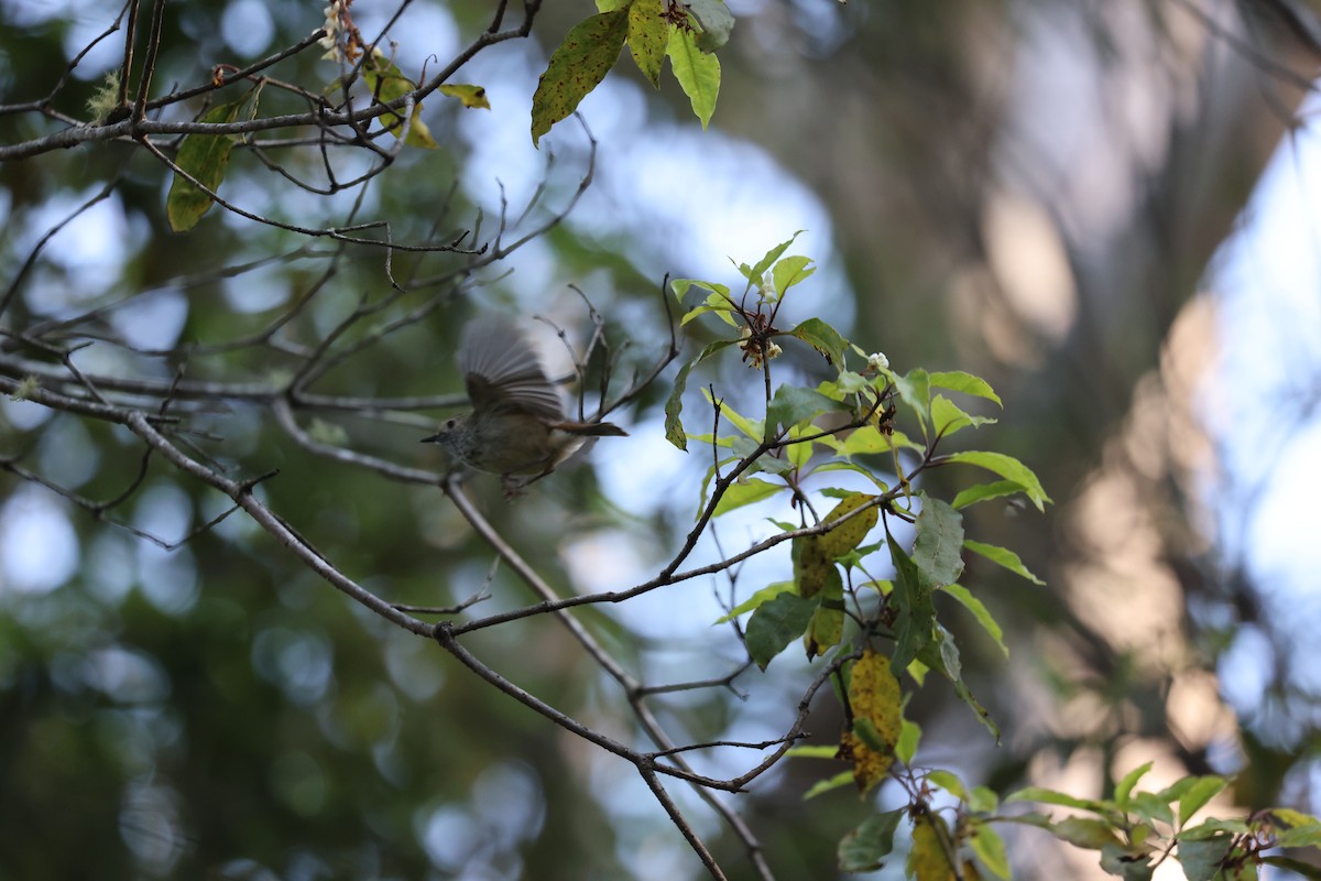 Brown Thornbill - ML608673490