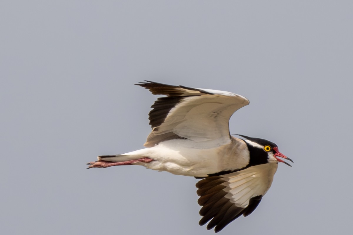 Black-headed Lapwing - ML608673583