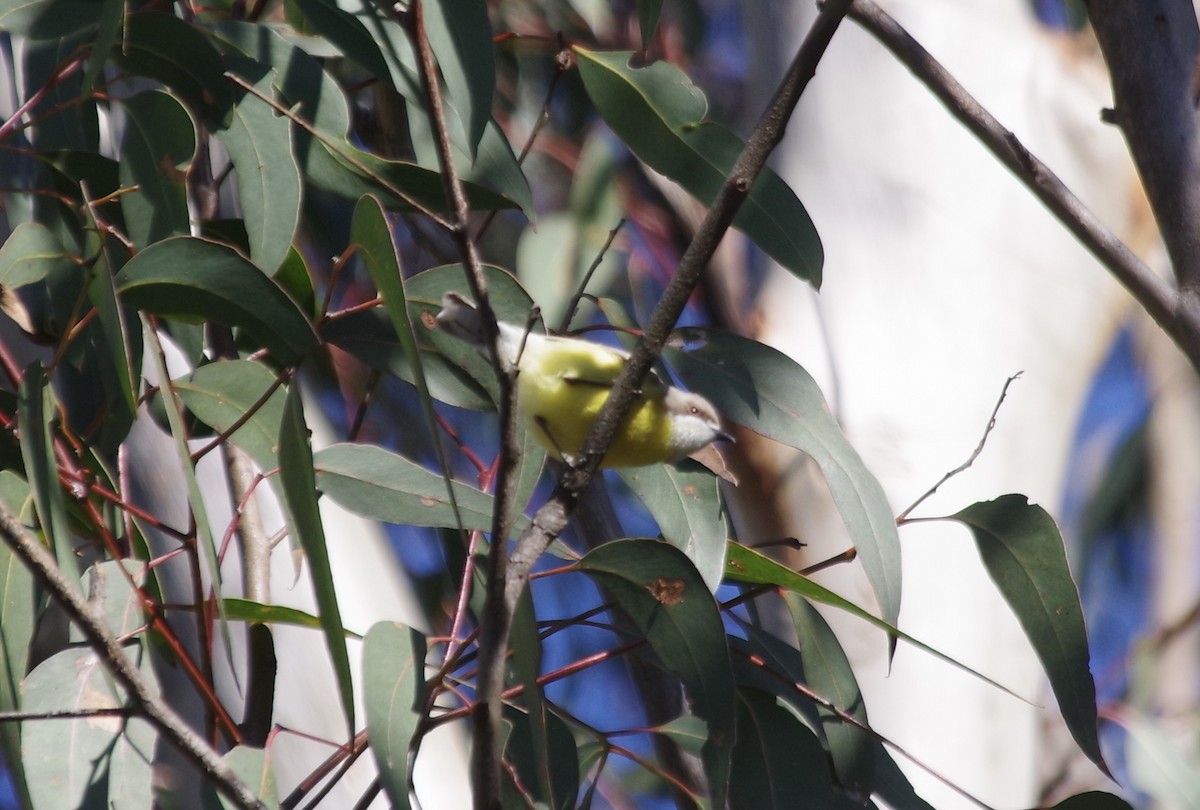 White-throated Gerygone - Max Weatherall