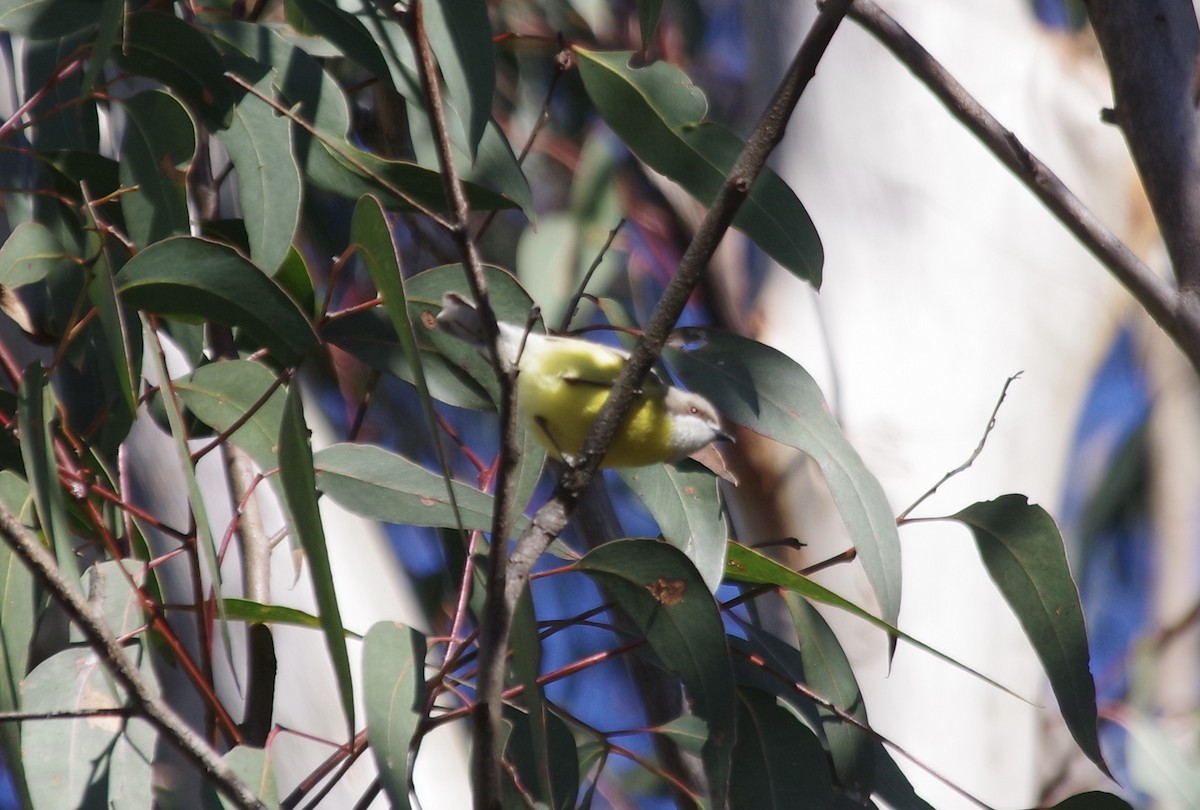 White-throated Gerygone - ML608673765