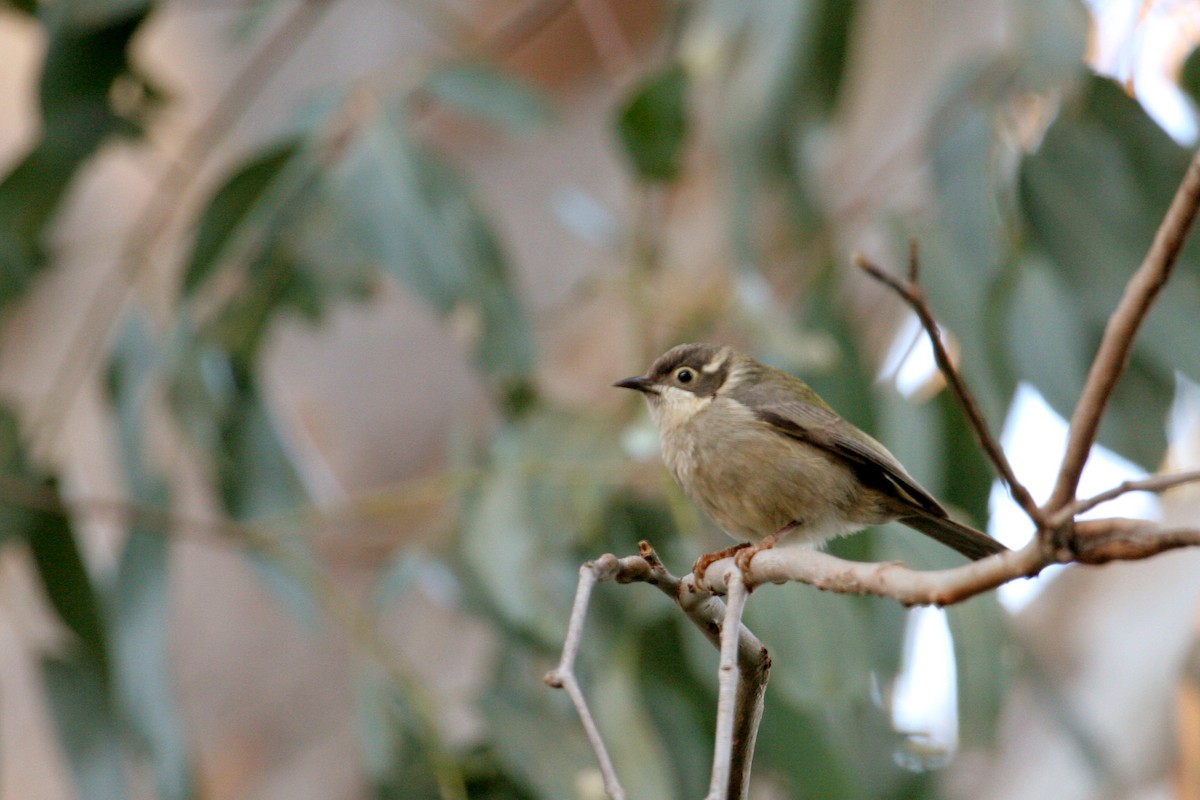 Brown-headed Honeyeater - Stuart Cooney