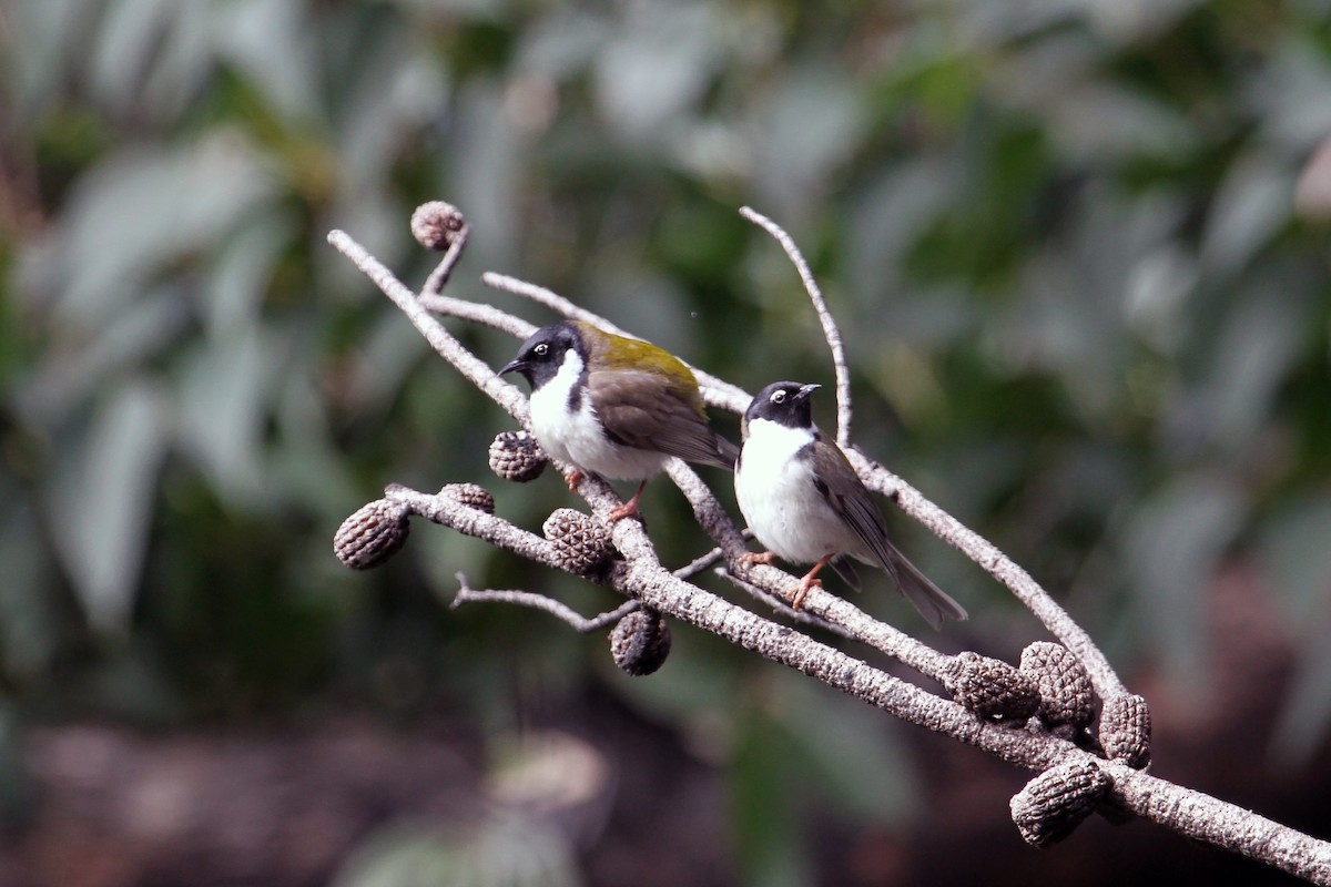 Black-headed Honeyeater - ML608673922