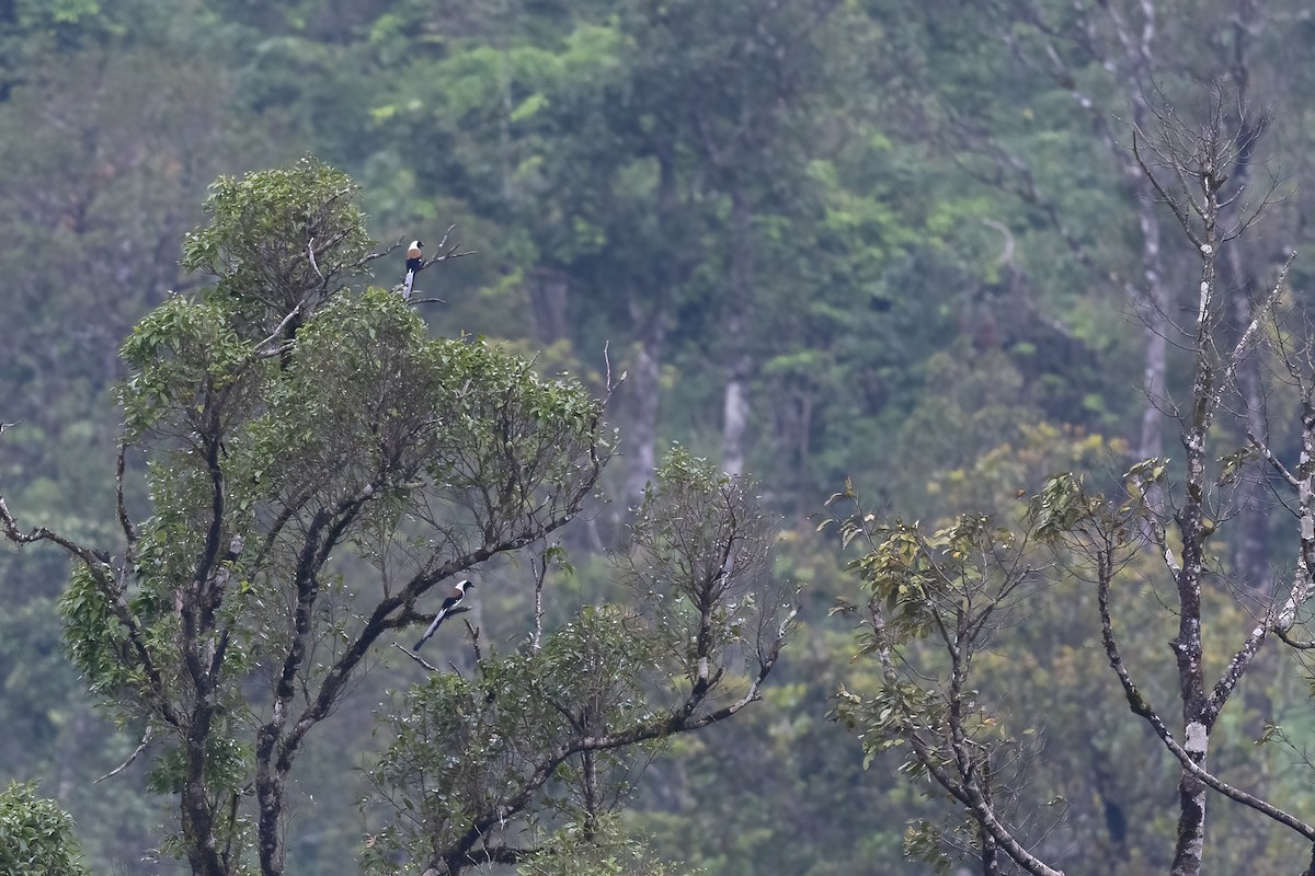 White-bellied Treepie - Debankur  Biswas