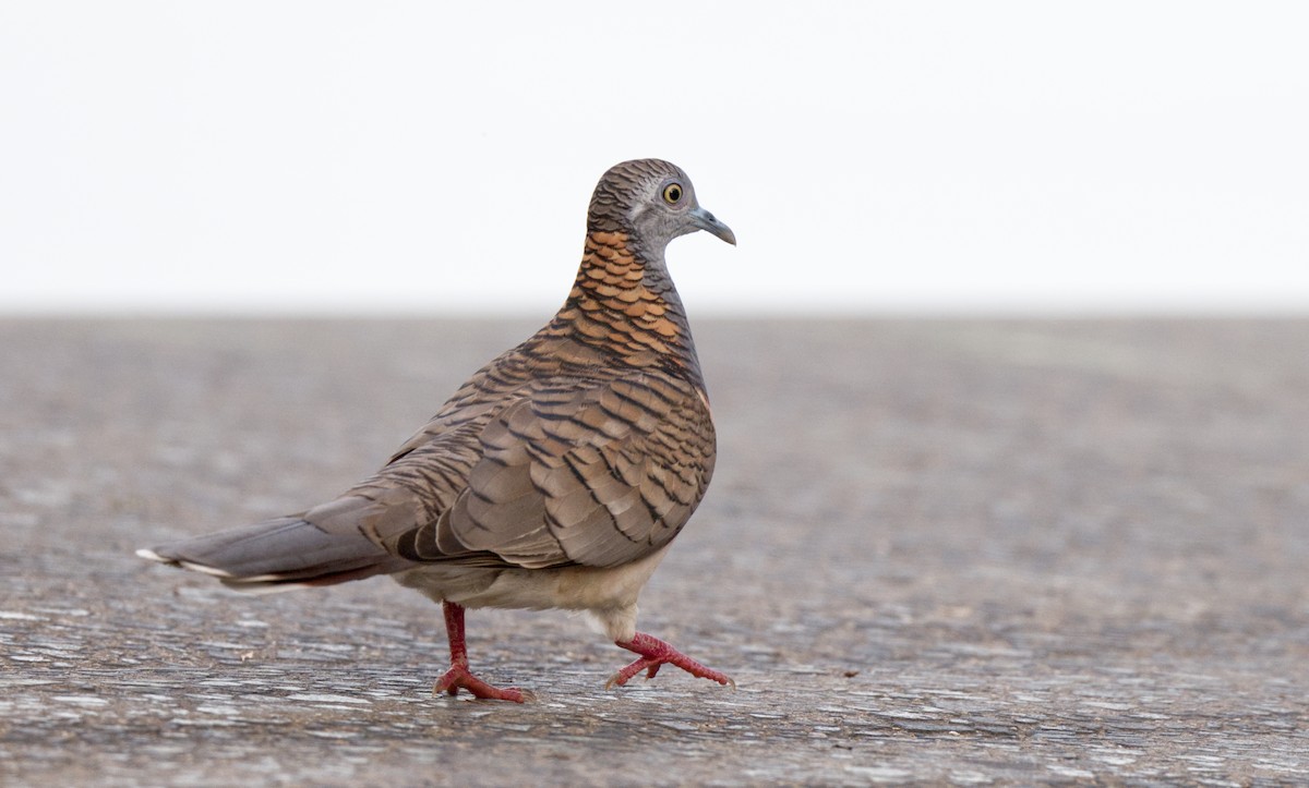 Bar-shouldered Dove - ML608674049