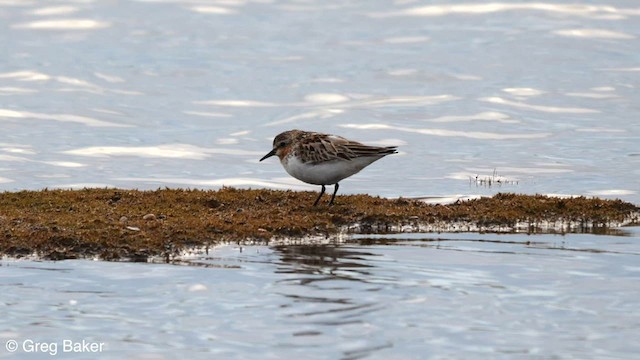 Rotkehl-Strandläufer - ML608674113