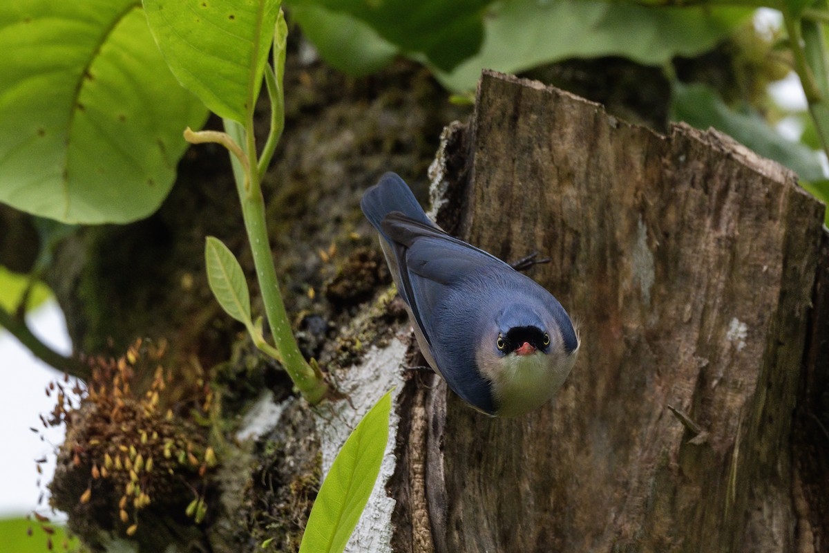 Velvet-fronted Nuthatch - ML608674146