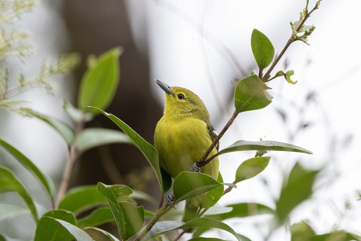 Common Iora - ML608674152