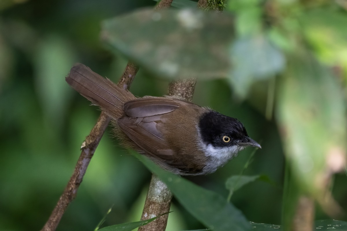 Dark-fronted Babbler - ML608674155