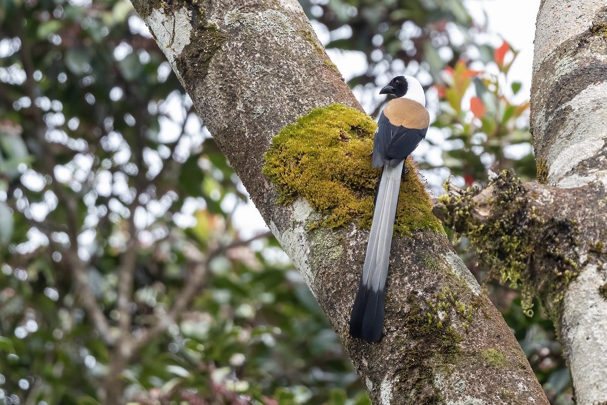 White-bellied Treepie - ML608674163