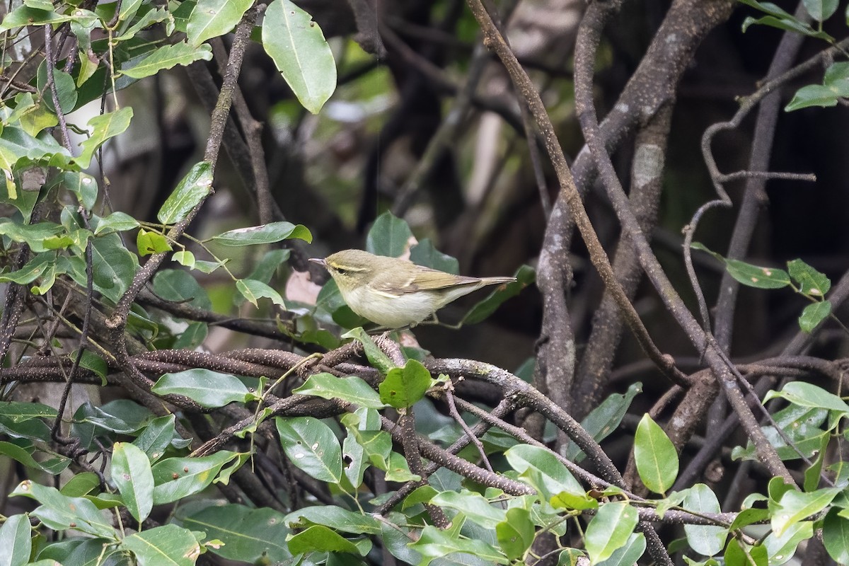 Mosquitero del Cáucaso - ML608674170