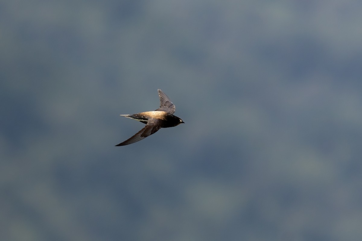Brown-backed Needletail - ML608674199