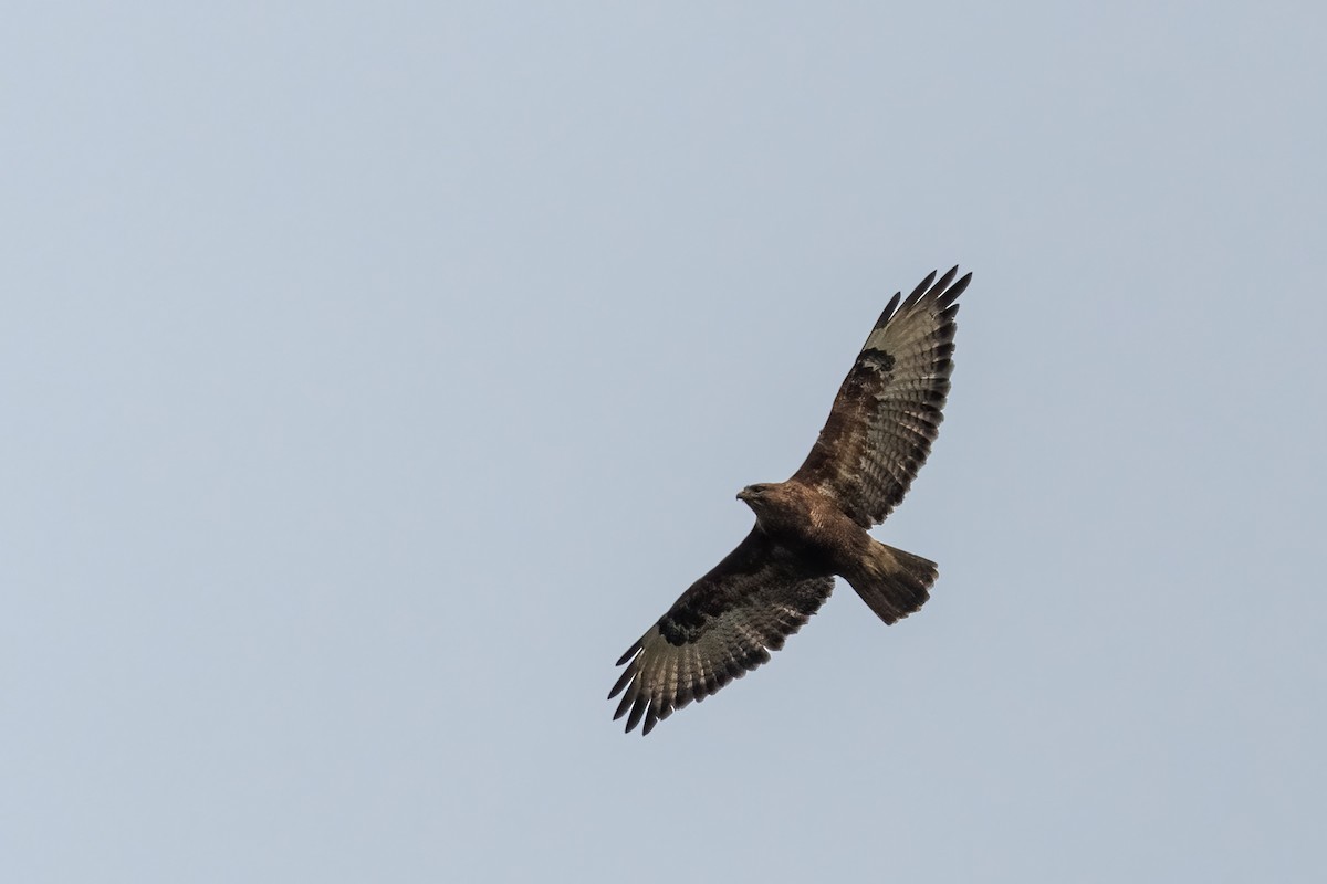 Common Buzzard - ML608674211