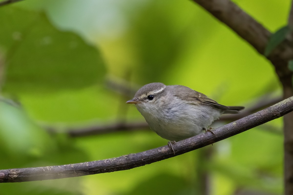 Large-billed Leaf Warbler - ML608674214