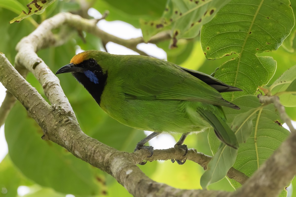 Golden-fronted Leafbird - ML608674223