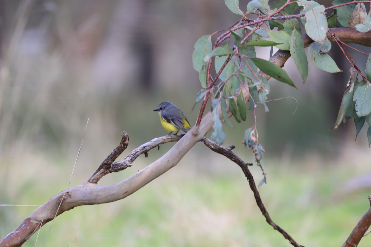 Eastern Yellow Robin - ML608674295